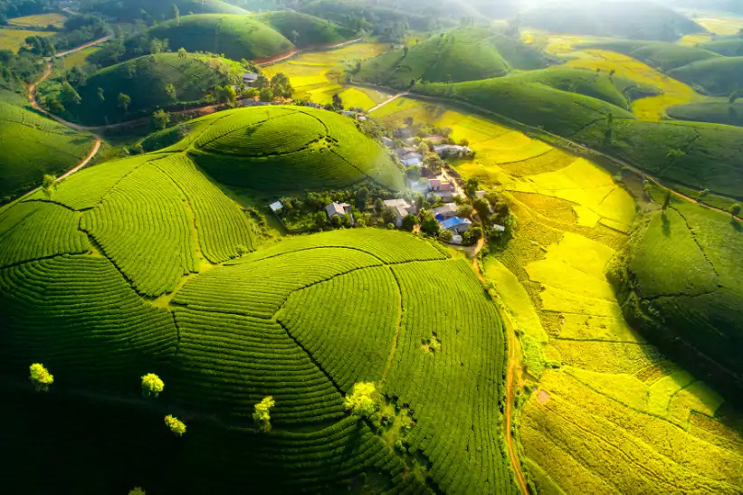 Đồi chè Long Cốc, Phú Thọ