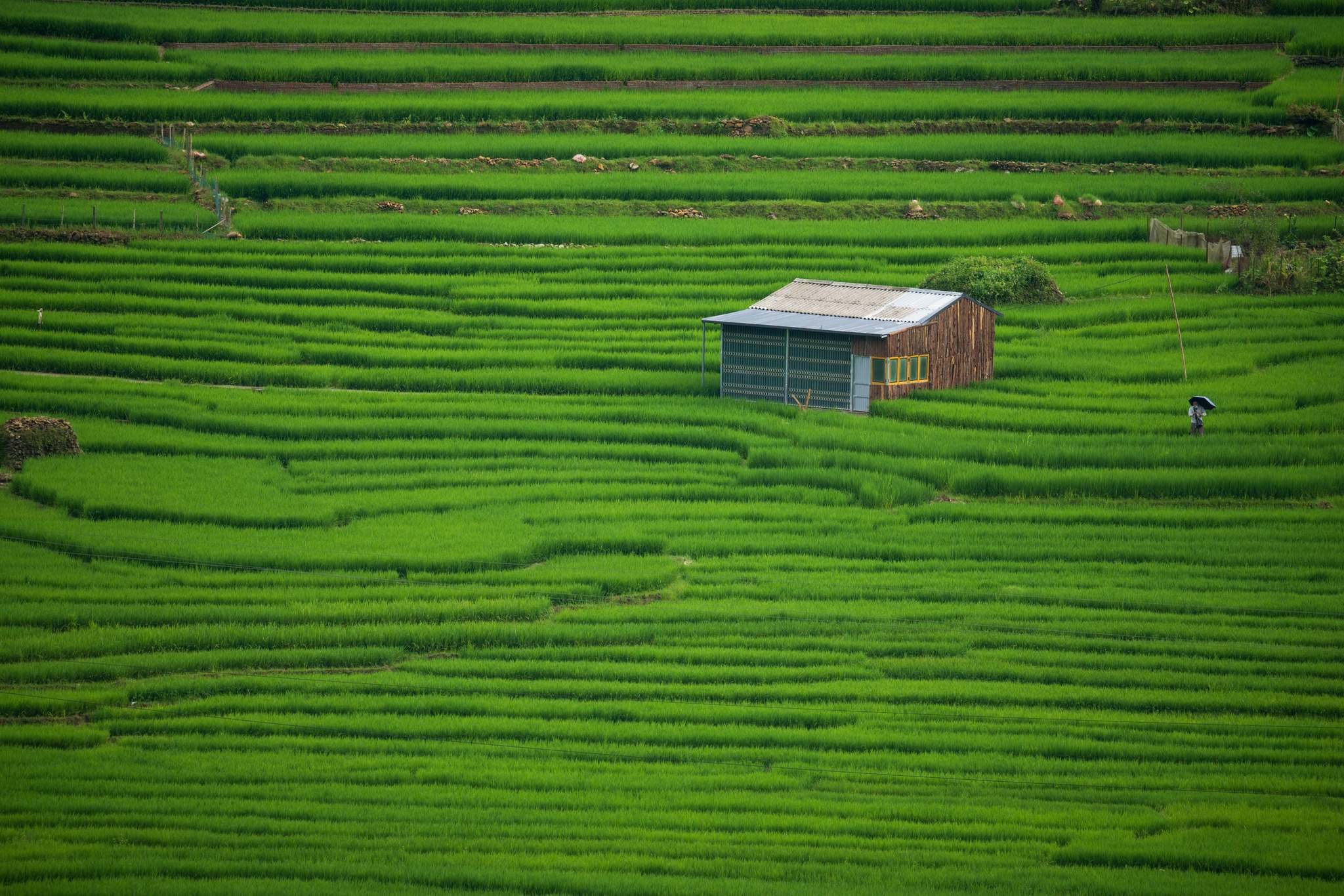 Mùa lúa xanh tại Sapa