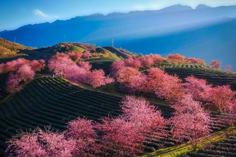 Hoa nở tại các bản làng Sapa